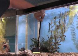 Onderhoud van tropisch zoetwater aquarium