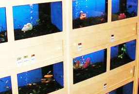 Sociale wetenschappen systeem stilte Eigen aquarium beginnen