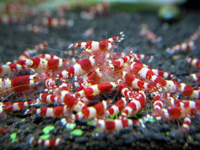 Onderverdelen Verwarren Nauwkeurigheid Garnalen sterfte, wat is giftig voor het aquarium