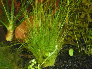 Gelach huiselijk tekort Naaldgras - Eleocharis acicularis aquarium plant